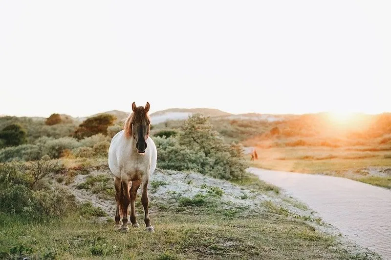 Un cavallo bianco e marrone che cammina lungo la campagna al tramonto.