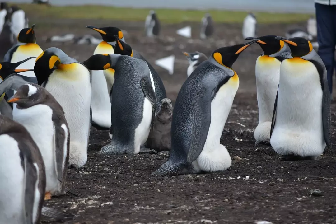 Har pingviner fjær? Hvordan beskytter det dem mot kulden?