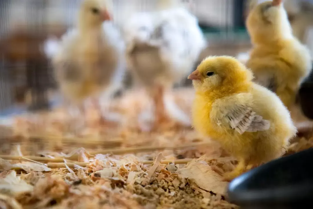 Kyllinger er følsomme og det er derfor nødvendig stell for å oppdra dem.