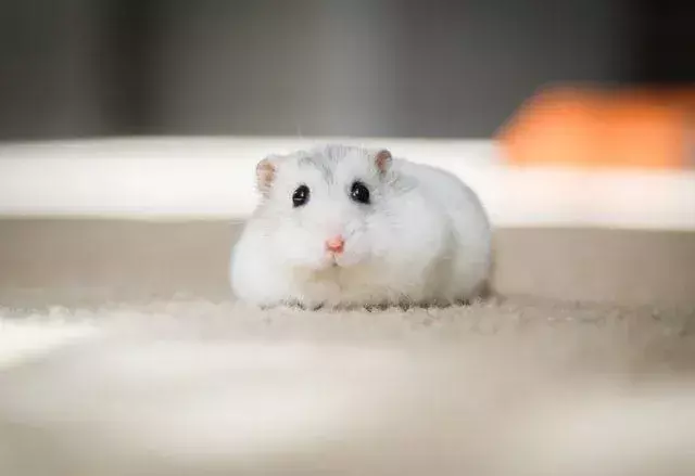 Liker hamstere å bli holdt? Viktige ting du bør vite