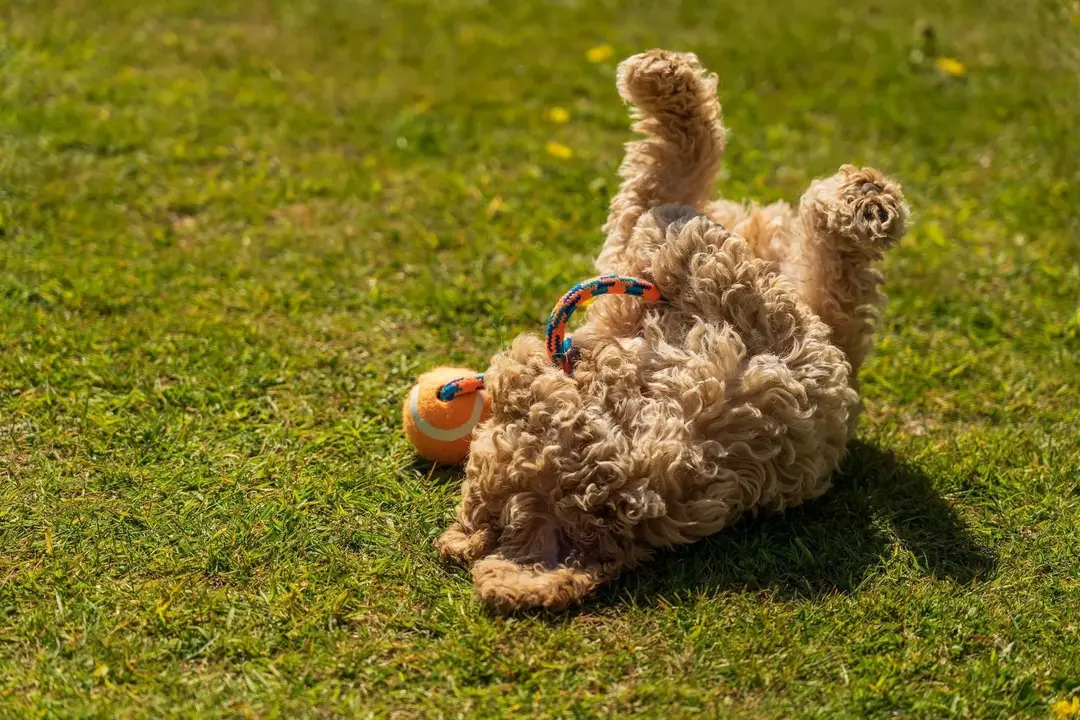 Hvorfor ruller hunder i gresset? Vet du hvorfor de liker å rulle?