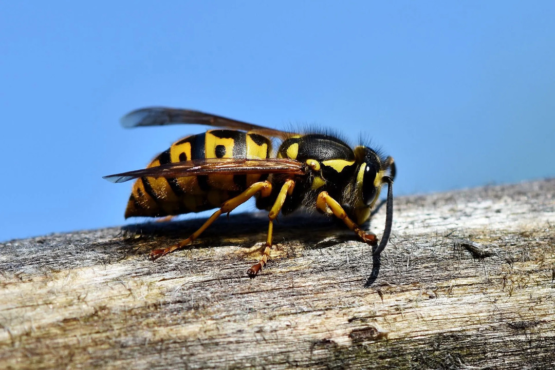 Viespile și albinele sunt specii similare.