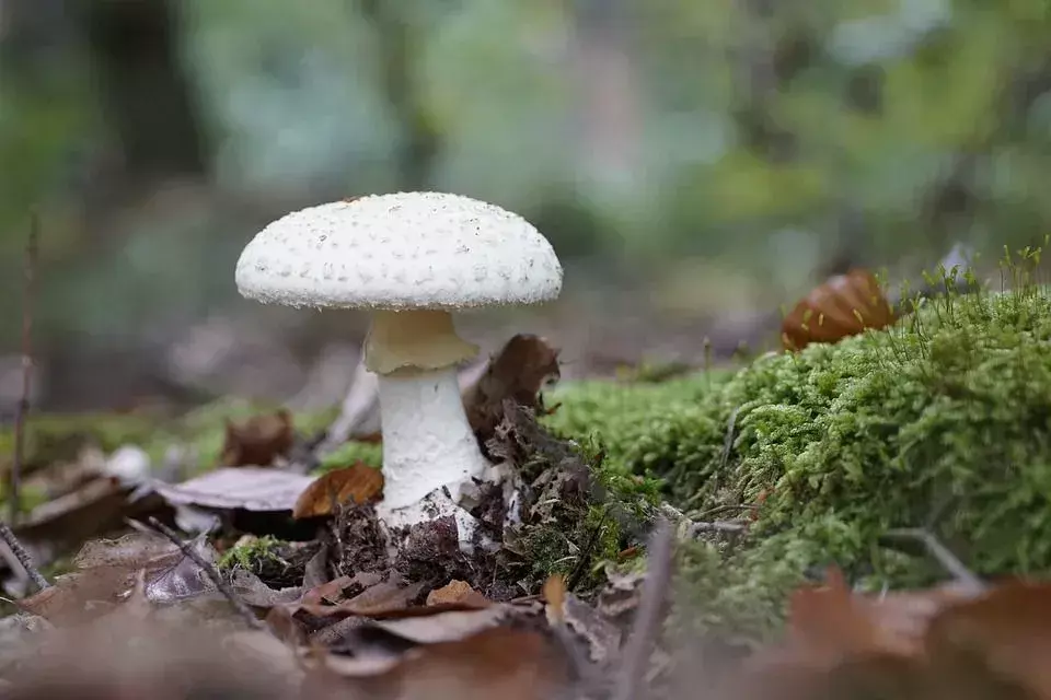 Death Cap Mushroom: Lär dig om den här giftiga svampen som är dödlig!