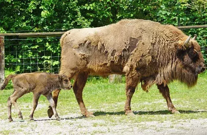 Disse sjeldne europeiske bisonfakta vil få deg til å elske dem