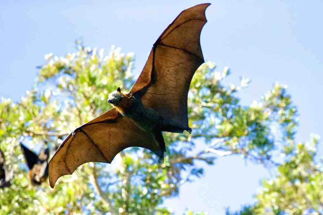 Amaze Wing Animals That Fly Dejstva o prostoživečih živalih, da boste vzleteli
