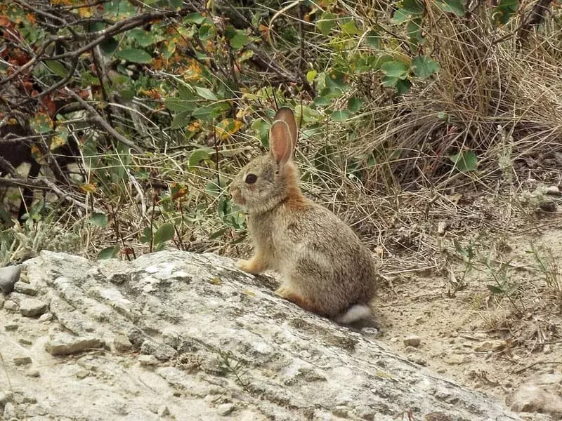 Brush Rabbit: 21 faktaa, joita et usko!