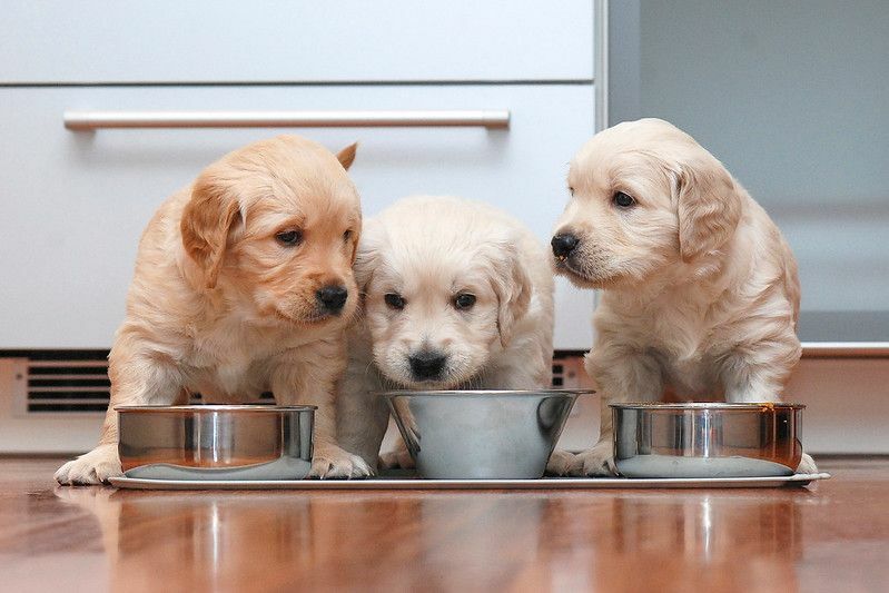 Môžu mať psy soľ Všetko, čo potrebujete vedieť o kŕmení vášho šteniatka