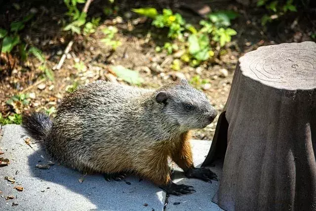Groundhog Tail: Hvorfor løfter Groundhogs halen, snurrer den og mer!