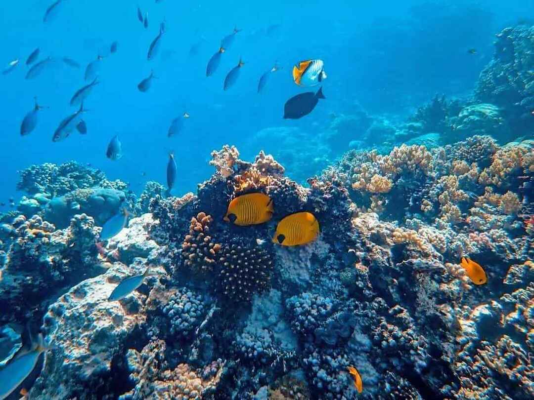 Honduras er hjemmet til det nest største korallrevet i verden. 