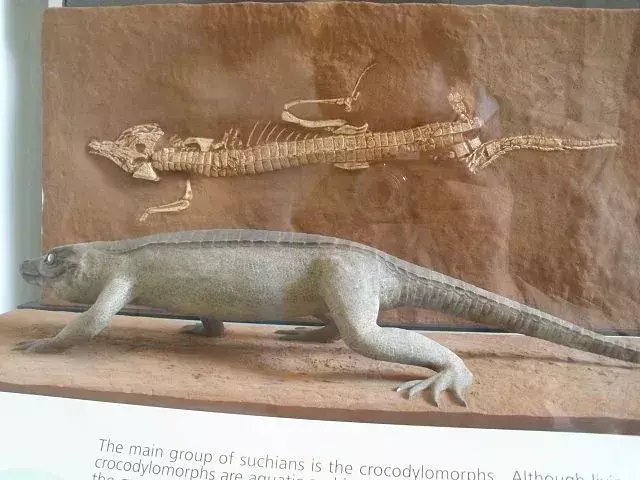 Protosuchus menyerupai buaya modern dan memiliki ekor yang kuat.