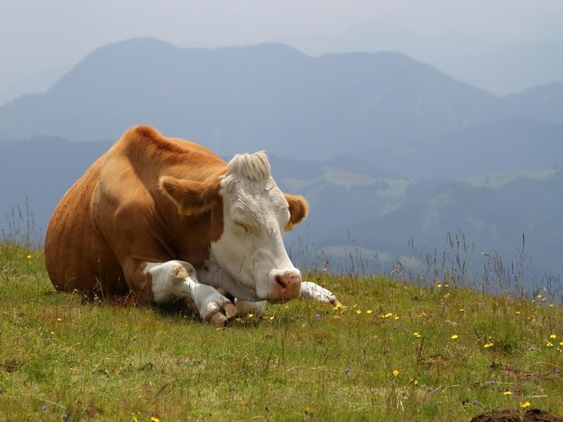 Veiste Mooooty Sleep selgitas, kuidas lehmad magavad
