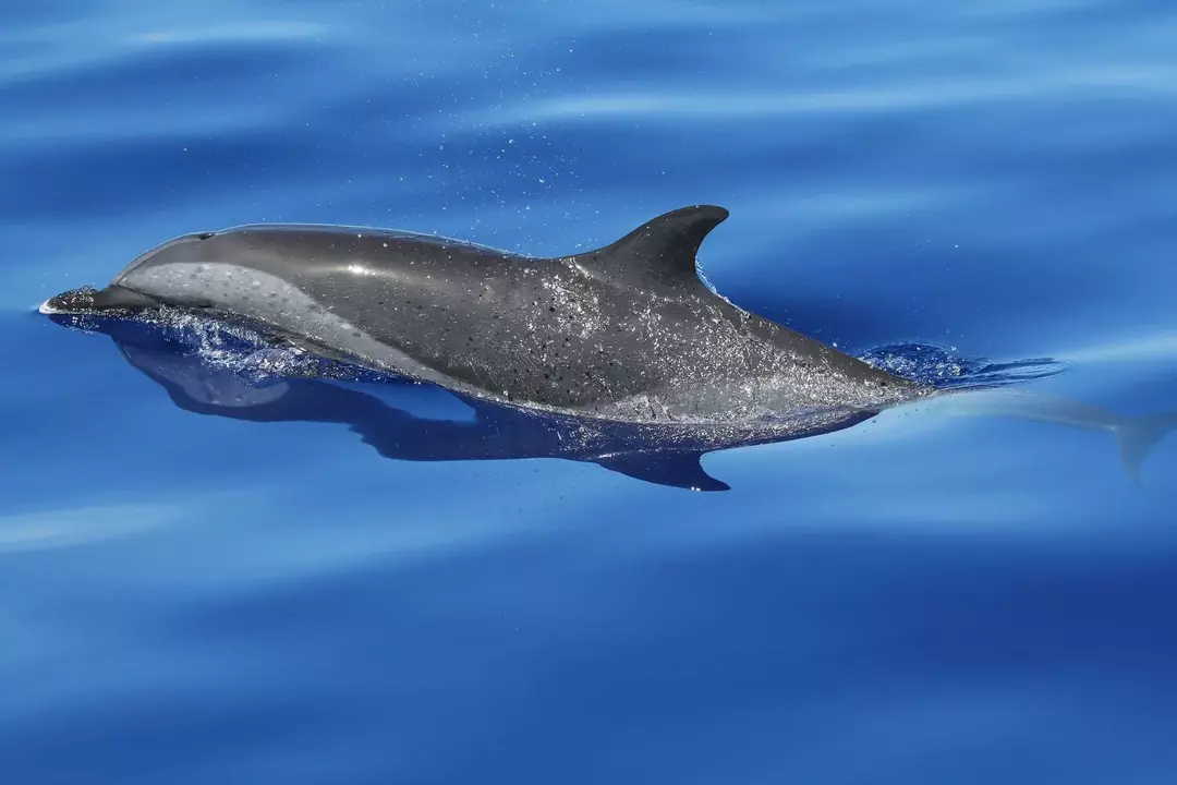 Voksne pantropiske flekkete delfiner har mørke og lyse flekker på kroppen.