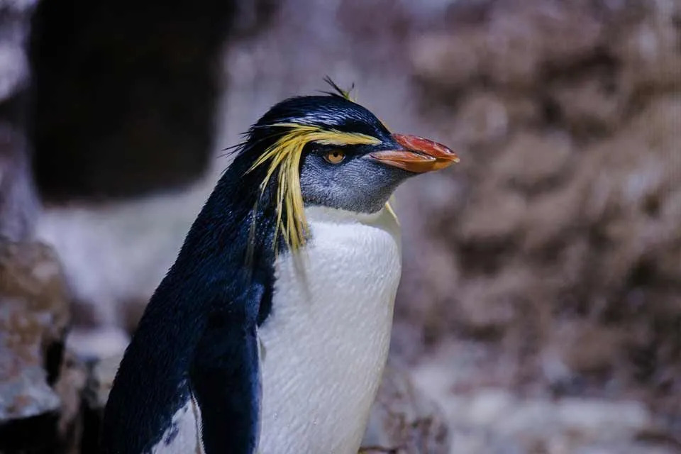 Οι μακαρόνι πιγκουίνοι ζουν κοντά στη θάλασσα σε βραχώδεις περιοχές.