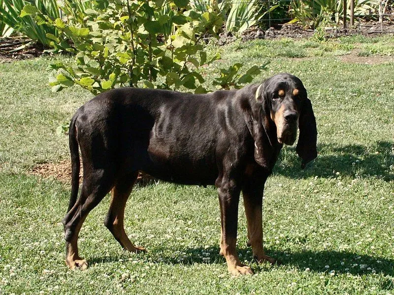 Morsomme Black And Tan Coonhound-fakta for barn