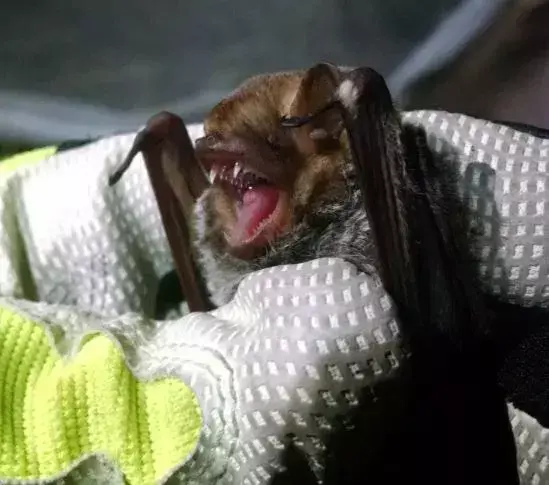 Ta ljubitelj španskega maha je znan tudi kot netopirji iz mahagonija.