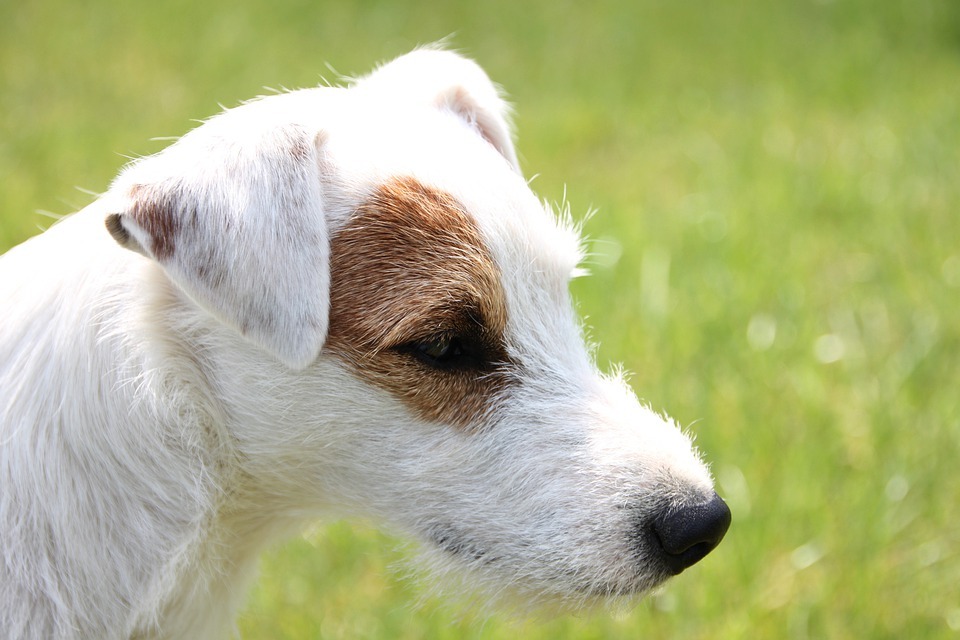 Çocukların Seveceği Parson Russell Terrier Köpeği Hakkında Pawfect Gerçekleri