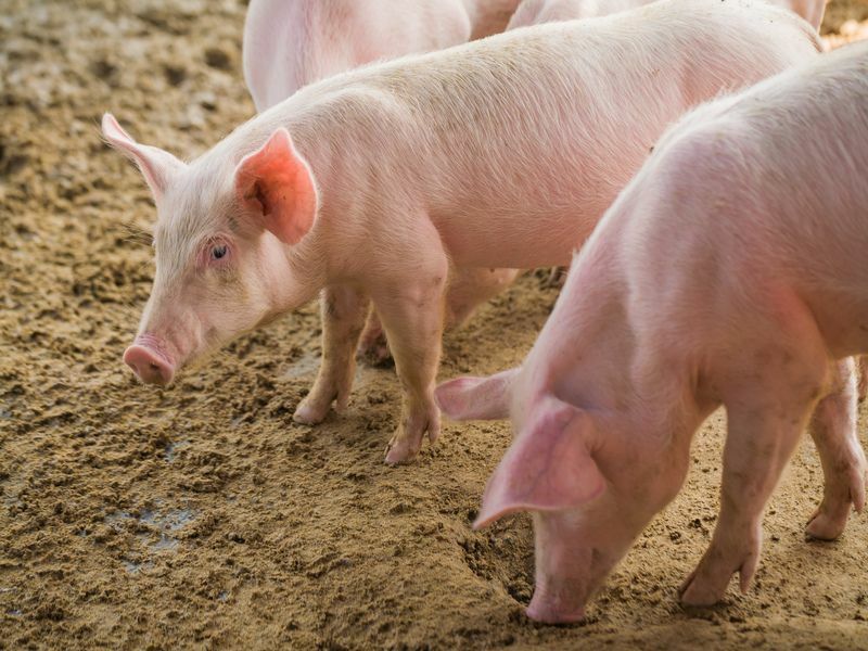 Τι τρώνε τα γουρούνια Λίστα τροφών που λατρεύουν να τσιμπολογούν