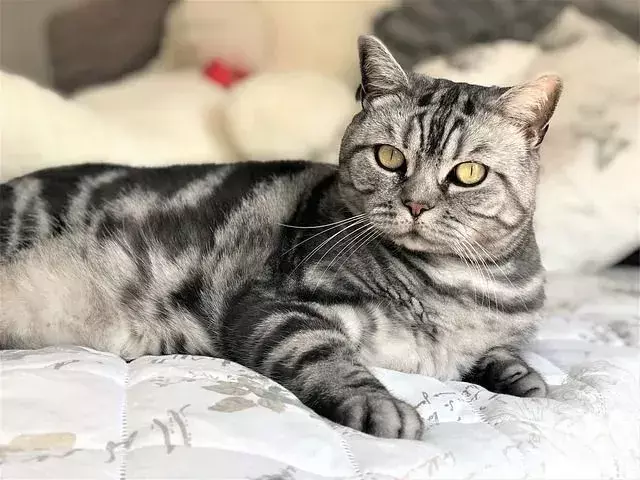Proč kočky čůrají na postel? Jak je zastavím?