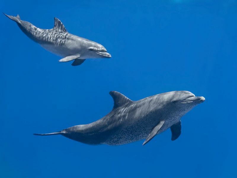 Wie kommunizieren Delfine, können sie Menschen verstehen?