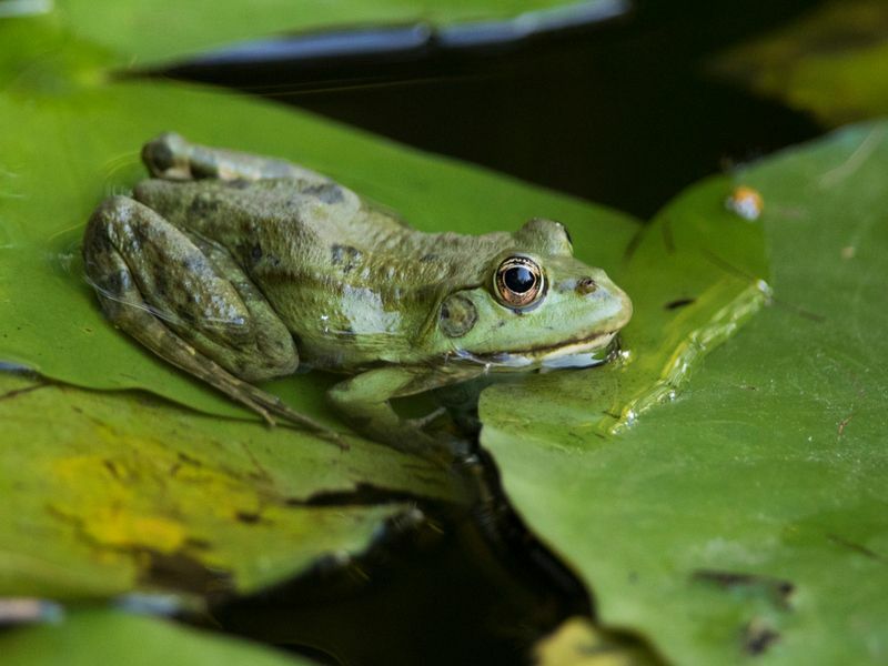 Erstaunliche Amphibienanpassungen können Frösche unter Wasser atmen