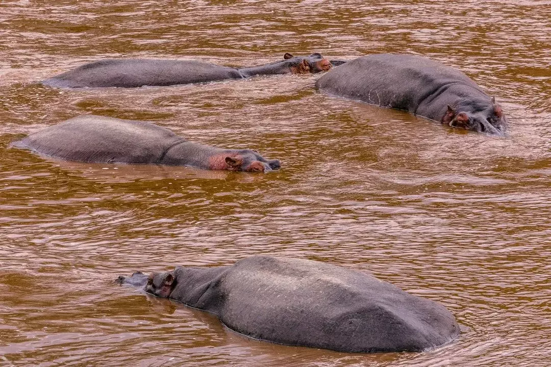 Kan flodhester svømme? Svømmepressive Hippo-fakta du ikke visste!
