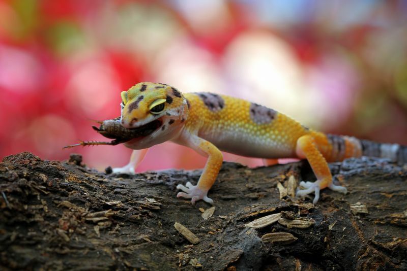 „Gecko“ maisto sąrašas geriausių maisto produktų ir maitinimo patarimų savininkams
