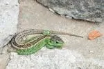 ¿Sabías? Datos increíbles sobre lagarto de arena