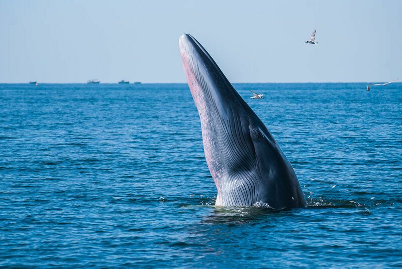 วาฬสีน้ำเงินที่ใหญ่ที่สุดในโลกข้อเท็จจริงที่น่าสนใจสำหรับเด็ก