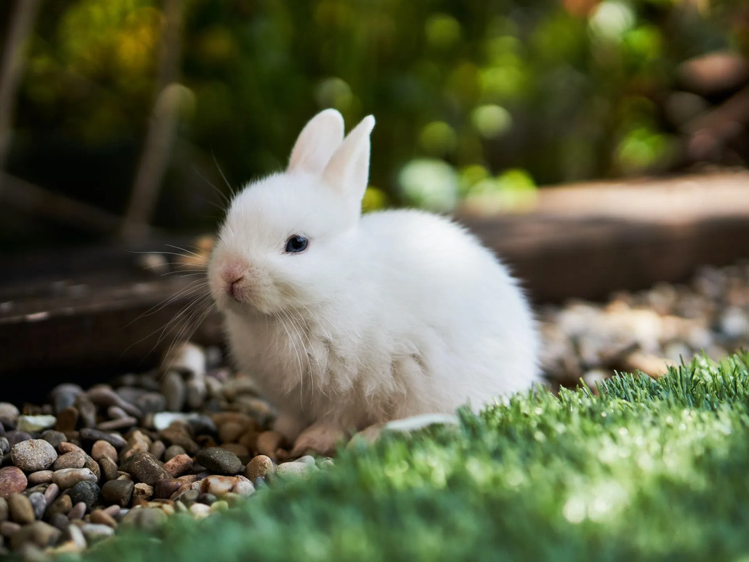 Kan kaniner spise kartofler Sådan tilbereder du dit kæledyr S grøntsager