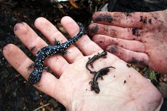 Szórakoztató fekete szalamandra tények gyerekeknek