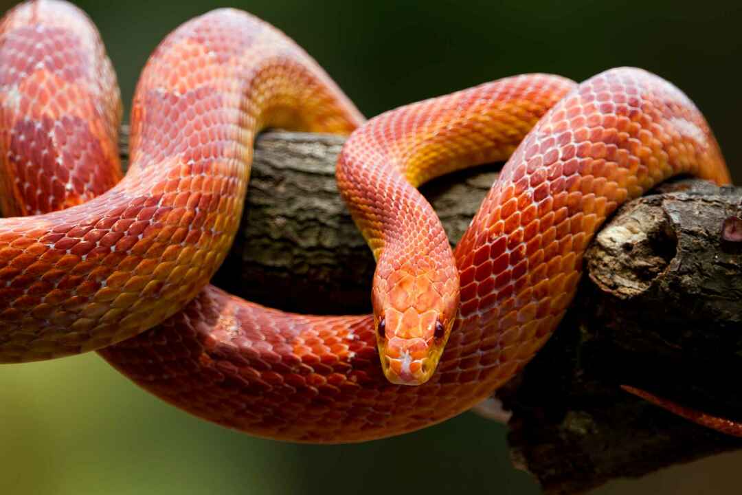 Τι τρώνε τα Corn Snakes Εξαιρετική τροφή για το φίδι σας