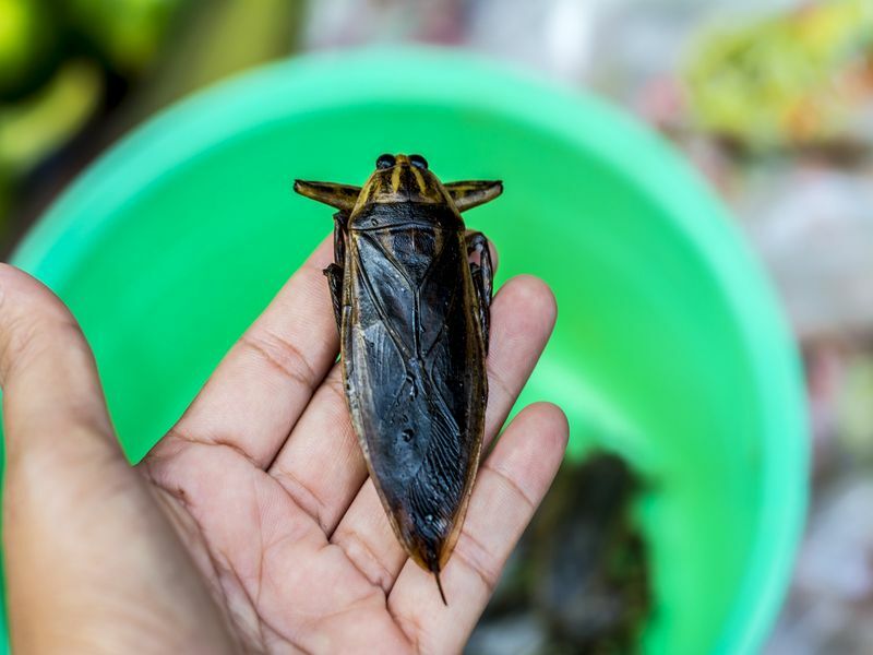 Разлики между насекоми хлебарка срещу водна дървеница, опростени за деца