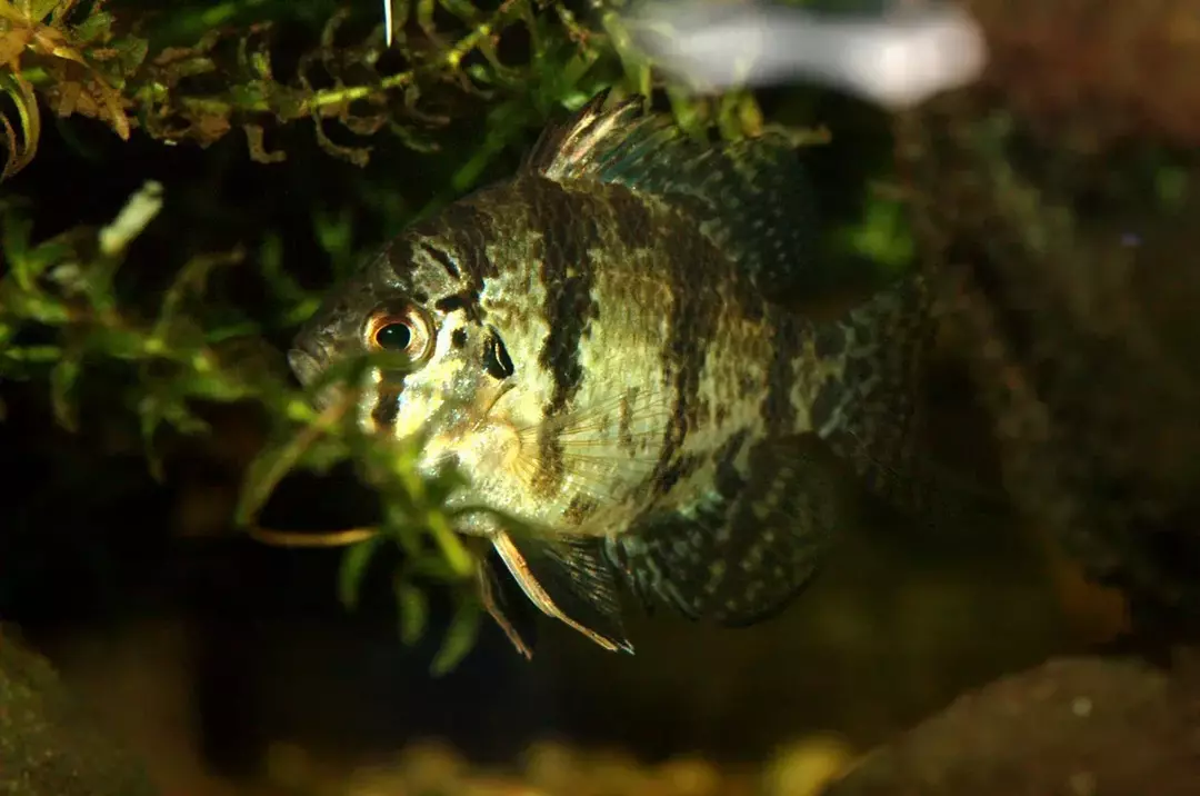 19 Fin-tastic Fakta om Blackbanded Sunfish til børn