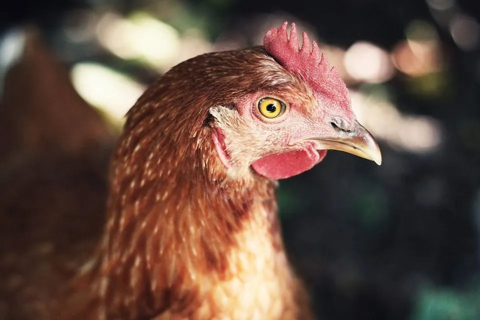 Czy kurczaki mogą jeść awokado Dlaczego lepiej być bezpiecznym niż żałować