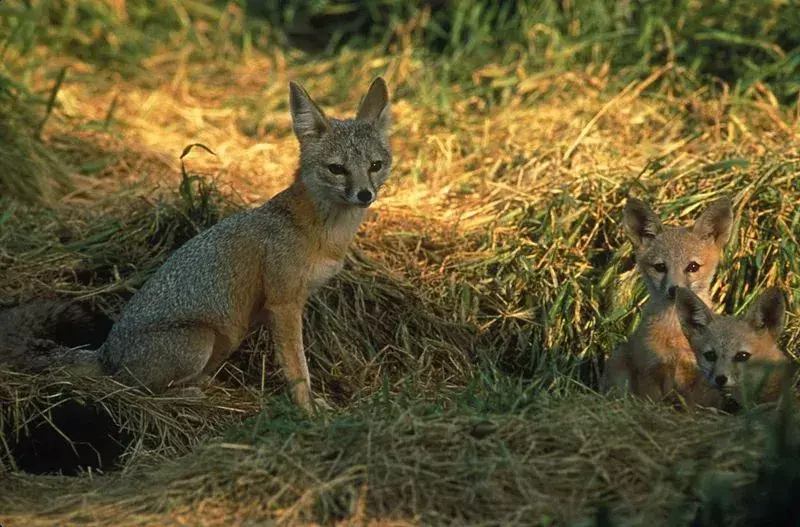Les faits sur le renard nain de San Joaquin indiquent que leurs couleurs vont du chamois, du bronzage, du gris jaunâtre au grisonnant.