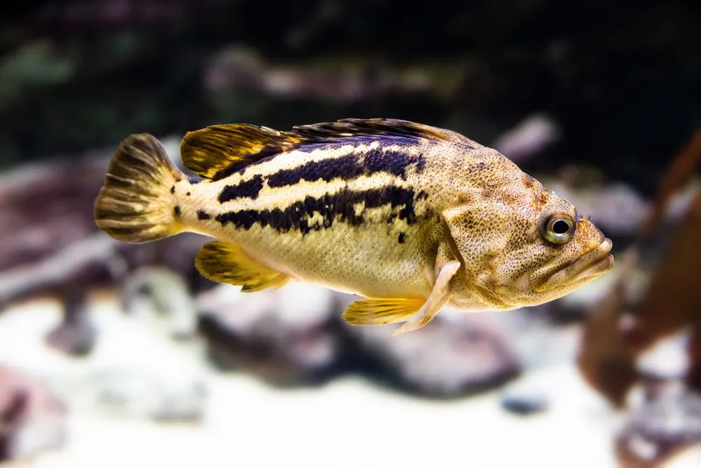 Informații distractive despre rockfish pentru copii