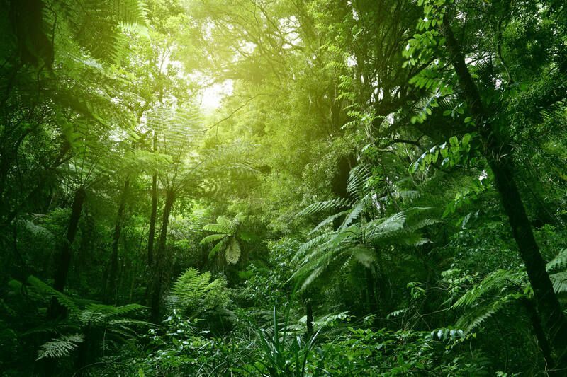 Jungle Trees Interessante feiten over bomen die leuk zijn om te weten