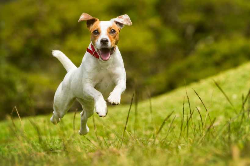 Hur snabbt kan en hund springa Coola fakta om de snabbaste hundraserna