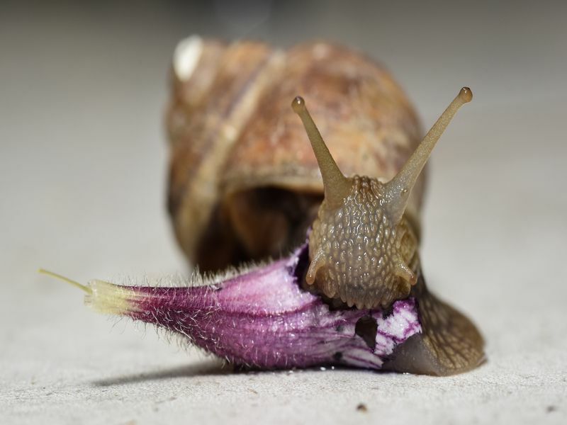 Combien de dents les escargots ont-ils des faits choquants que vous ne croirez pas