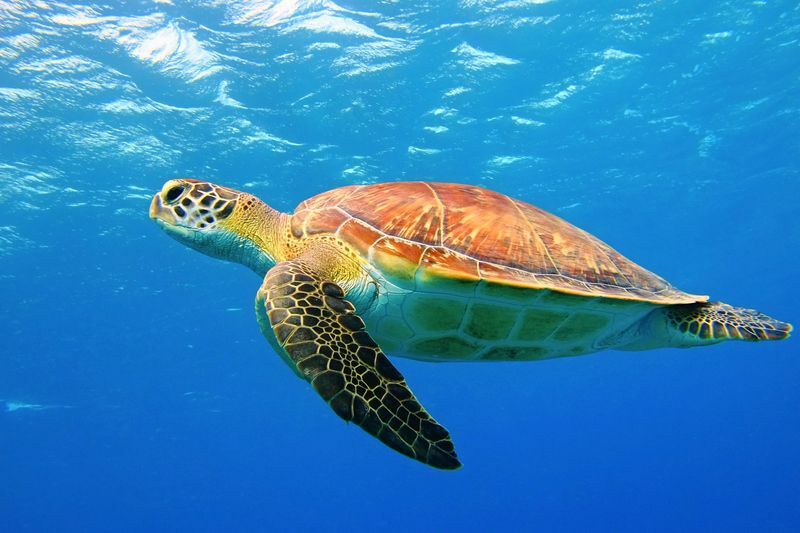 Hvor længe lever skildpadder sjove fakta om skildpadder til børn
