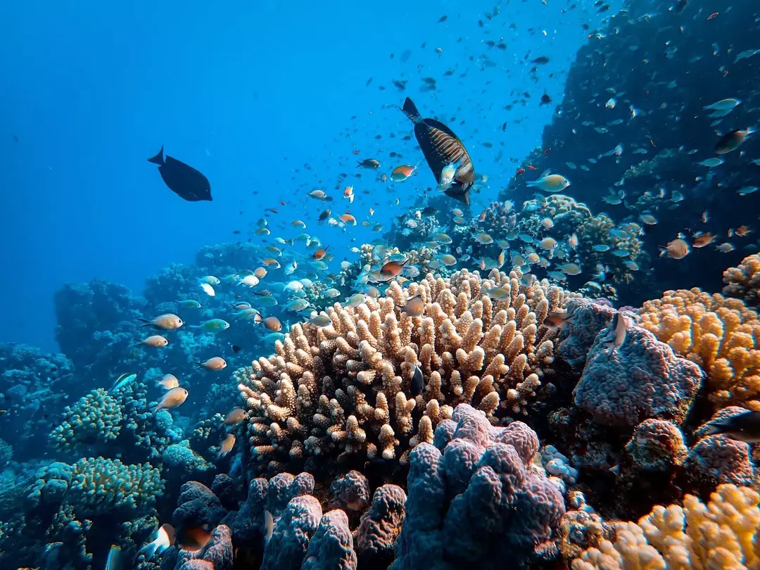 Datos del ecosistema de arrecifes de coral: ¡una guía submarina para leer!