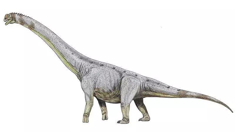17 Abrosaurus faktų, kurių niekada nepamiršite