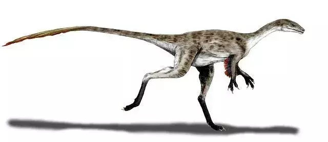 Coelurus je imel podolgovato telo skupaj z dolgim ​​vratom in podolgovatimi vretenci!