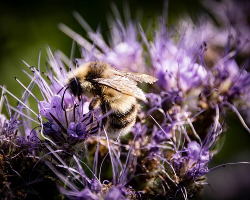 Земните пчели хапят ли или просто бръмчат наоколо