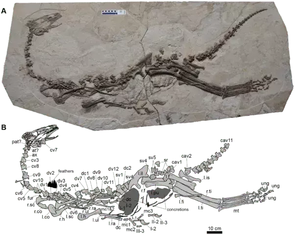 Wusstest du? 19 unglaubliche Jianchangosaurus-Fakten
