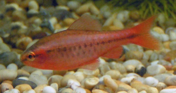 Fin-tastic Facts about The Cherry Barb For Kids