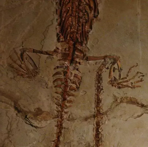 Мезозавр мав перетинчасті лапи і довгий хвіст, як у крокодила.