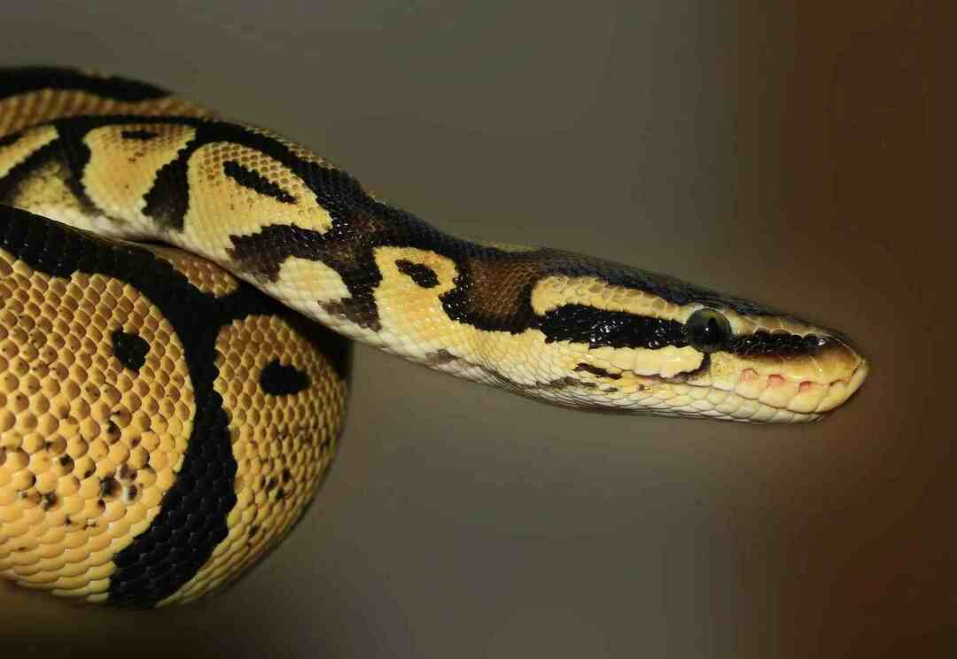 So identifizieren Sie eine Copperhead-Schlange, die sichere Schlangen entdeckt