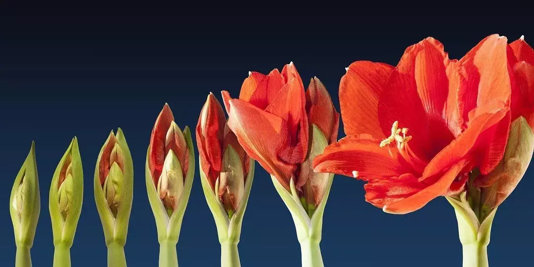 11 Amaryllis-fakta om Belladonna Lily som er verdt å vite