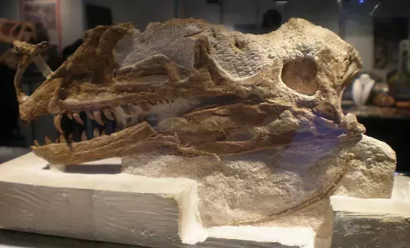 Çocukların Seveceği 17 Dino-mite Proceratosaurus Gerçek